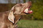 fressender Weimaraner