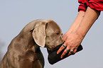 Weimaraner bekommt Belohnung