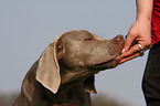 Weimaraner bekommt Belohnung