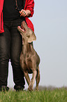 Weimaraner