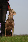 Weimaraner