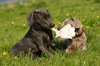 Weimaraner Welpen