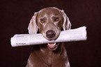 Weimaraner mit Zeitung im Maul