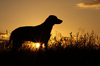 Weimaraner im Sonnenuntergang
