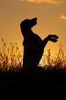 Weimaraner im Sonnenuntergang
