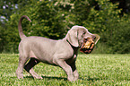 Weimaraner Welpe