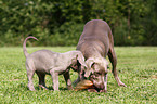 Weimaraner Welpen