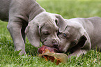 Weimaraner Welpen