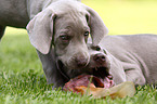 Weimaraner Welpen