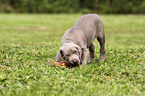 Weimaraner Welpe