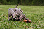 Weimaraner Welpen