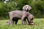 Weimaraner Welpen