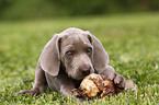 Weimaraner Welpe