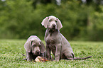 Weimaraner Welpen