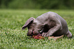 Weimaraner Welpe