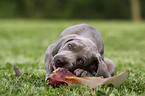 Weimaraner Welpe