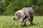 Weimaraner Welpe