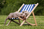 Weimaraner Welpe