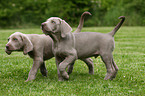 Weimaraner Welpen