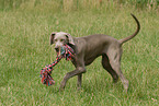 Weimaraner