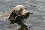 Weimaraner Portrait