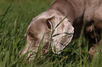 Weimaraner Portrait