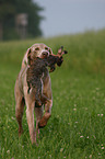 Weimaraner mit Kaninchen