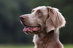 Langhaarweimaraner