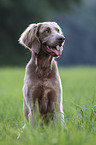 Langhaarweimaraner