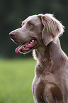 Langhaarweimaraner