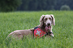 Langhaarweimaraner