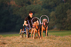 Weimaraner Sacco-Car