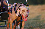 Weimaraner Sacco-Car