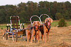 Weimaraner Sacco-Car