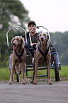 Weimaraner Sacco-Car