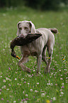 Weimaraner bei der Jagd