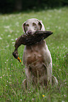 Weimaraner bei der Jagd