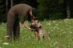 Weimaraner bei der Jagd