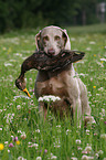 Weimaraner bei der Jagd