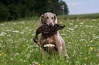 Weimaraner bei der Jagd