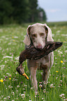 Weimaraner bei der Jagd