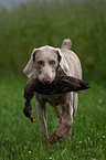 Weimaraner bei der Jagd