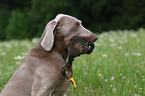 Weimaraner bei der Jagd