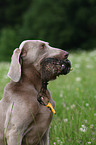 Weimaraner bei der Jagd