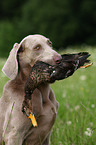 Weimaraner bei der Jagd