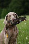 Weimaraner bei der Jagd