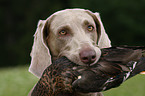 Weimaraner bei der Jagd