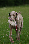 Weimaraner bei der Jagd