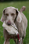 Weimaraner bei der Jagd