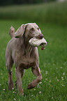 Weimaraner bei der Jagd